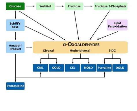 OxiSelect Advanced Glycation End Product (AGE) 